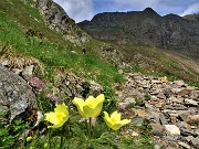 24 Pulsatilla alpina sulphurea (Anemone sulfureo) sul sent. 108A dei vitelli